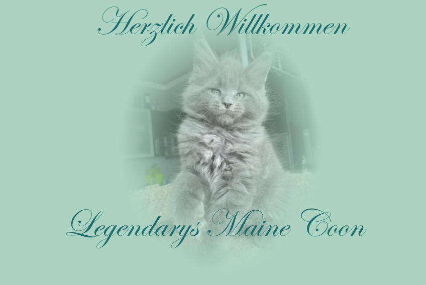 Herzlich Willkommen  Legendarys Maine Coon